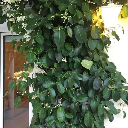 Pelagia * سفوروناتا